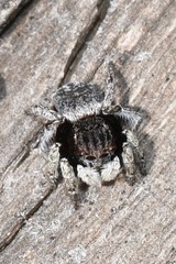Maratus vespertilio