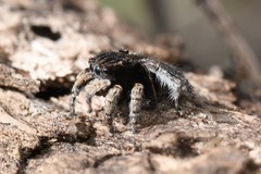 Maratus vespertilio