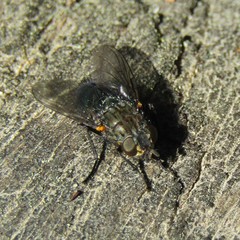 Xenocalliphora