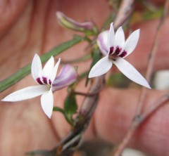 Cyphia sylvatica