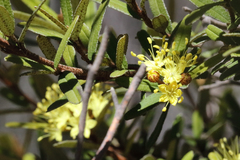 Phebalium graniticola