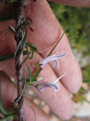 Cyphia sylvatica