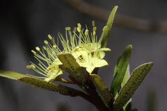 Phebalium graniticola