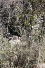 Phebalium graniticola