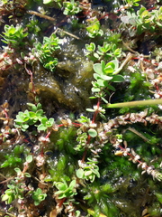 Illecebrum verticillatum