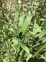 Oxypolis occidentalis