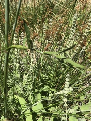 Oxypolis occidentalis