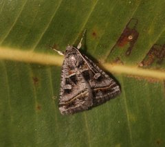 Acantholipes juba