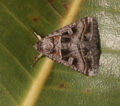 Acantholipes juba