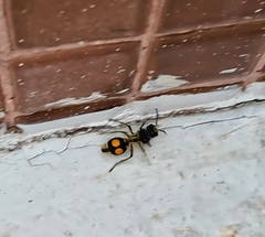 Hoplomutilla spinosa