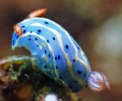 Hypselodoris festiva