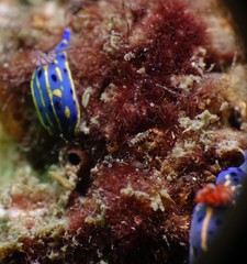 Hypselodoris festiva