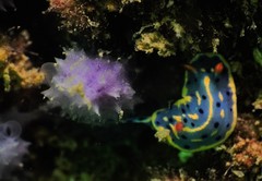 Hypselodoris festiva