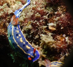 Hypselodoris festiva