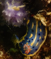 Hypselodoris festiva