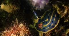 Hypselodoris festiva