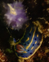 Hypselodoris festiva
