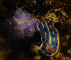 Hypselodoris festiva