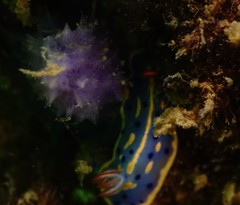 Hypselodoris festiva