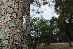 Cryptotympana facialis