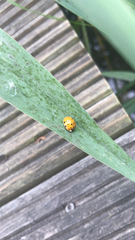 Harmonia axyridis