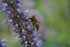 Eristalis tenax