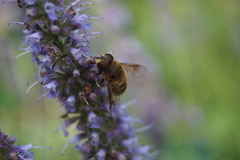Eristalis tenax