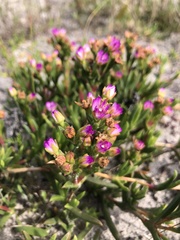 Ruschia geminiflora