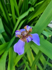 Trimezia coerulea