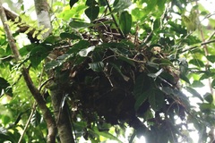 Accipiter rufitorques