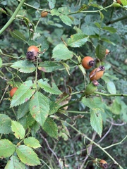 Rosa glabrifolia