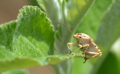Codophila varia