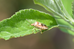 Codophila varia