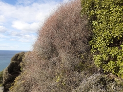 Olearia fragrantissima