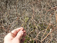 Olearia fragrantissima
