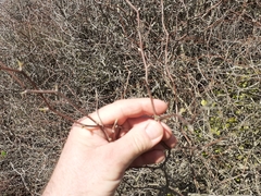 Olearia fragrantissima