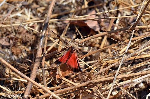 Scarlet Band-winged Grasshopper
