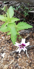 Jamesbrittenia racemosa