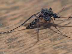 Aedes vigilax