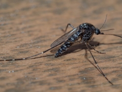 Aedes vigilax