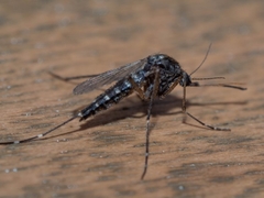 Aedes vigilax