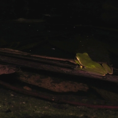 Ranoidea phyllochroa