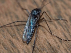 Aedes vigilax