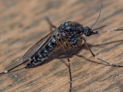 Aedes vigilax