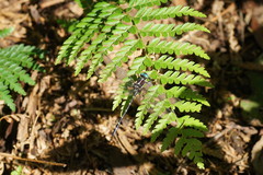 Polystichum proliferum
