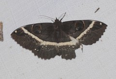 Erebus terminitincta