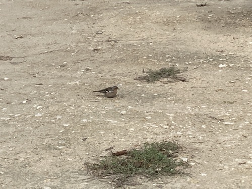Fringilla coelebs
