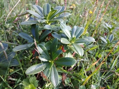 Daphne glomerata