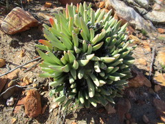 Machairophyllum albidum