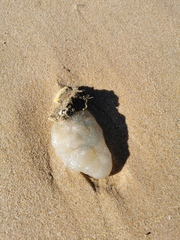 Phallusia mammillata